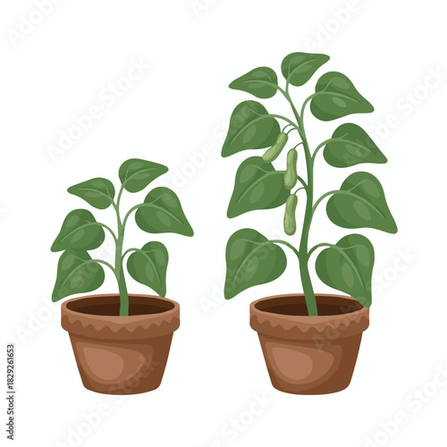 Illustration of potted plants growing with green leaves and beans for gardening and agriculture use