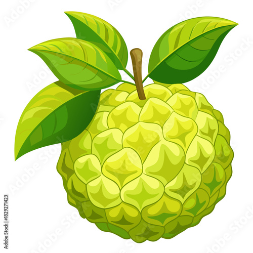 osage orange on white background