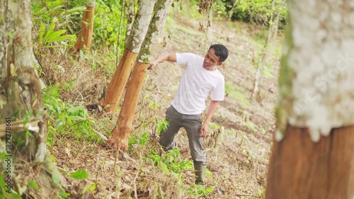 young Indonesian cinnamon or cassia man farmer cutting tree with machete to harvest bark, cinnamomum burmanii, in plantation, west sumatra, indonesia, southeast asia
