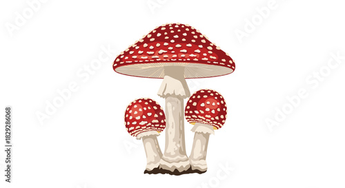 Illustration of three red and white spotted fly agaric mushrooms standing together.