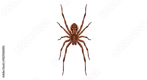 A detailed illustration of a brown spider with prominent striped markings on its body, isolated on a clean white background.