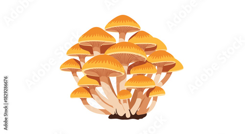 A vibrant cluster of wild honey mushrooms with orange caps and light stems, illustrated against a white background.