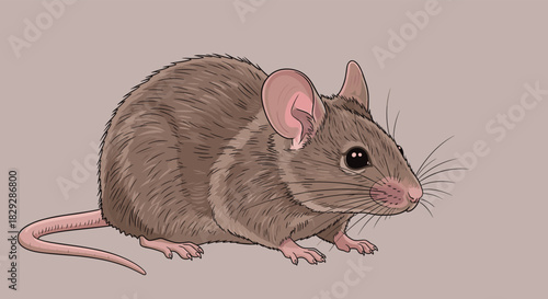 A detailed illustration of a cute brown house mouse, with large ears, black eyes, a pink nose, long whiskers, and a tail, sitting on a neutral background.
