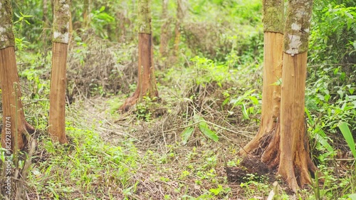 Indonesian cinnamon or cassia trees in plantation or forest, cinnamomum burmanni, bottom bark peeled off for harvest, west sumatra, Indonesia, southeast asia, slow pan