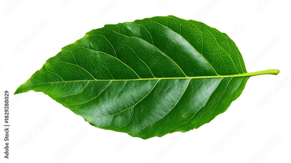 Obraz premium Green leaf, transparent background, crisp natural edges, detailed leaf veins