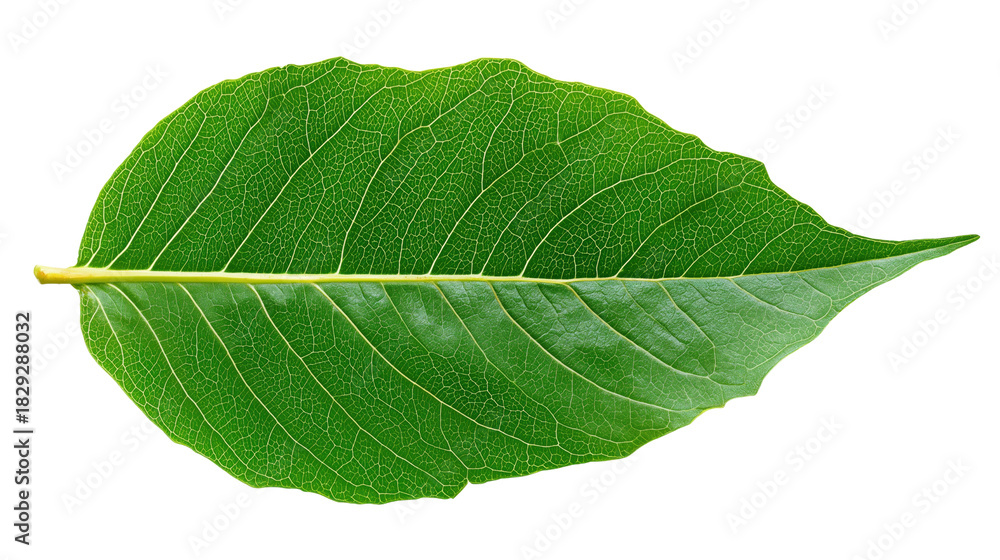 Obraz premium Green leaf, transparent background, crisp natural edges, detailed leaf veins