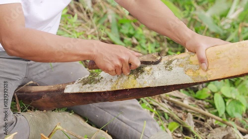 closeup, cinnamon farmer scraping off outer skin from a fresh harvested bark using scraper tool, sumatra, indonesia, southeast asia
