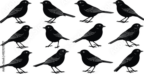 Collection of Small Songbird Silhouettes in Perching Poses Vector Illustration Black and White Set for Nature Wildlife Aviary and Decoration Design.