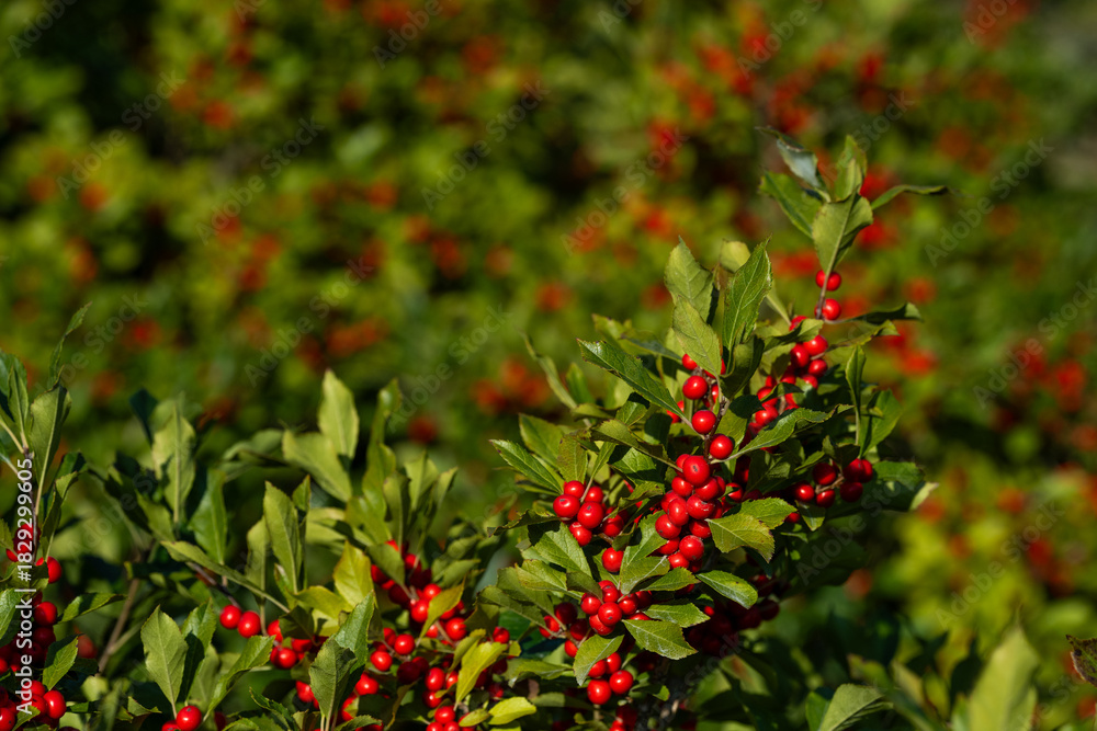 Obraz premium Red berries and green leaves of Winterberry, Ilex Verticillata, bush in a sunny fall garden, symbol of Christmas holidays, as a background 