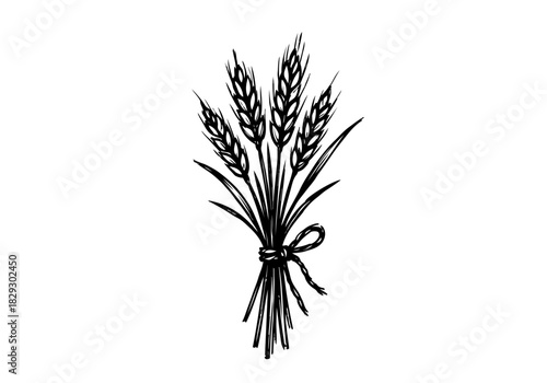 Wheat hand drawn simple sketch vector illustration