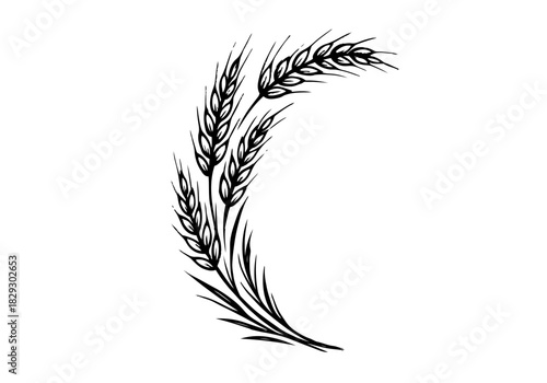Wheat hand drawn simple sketch vector illustration