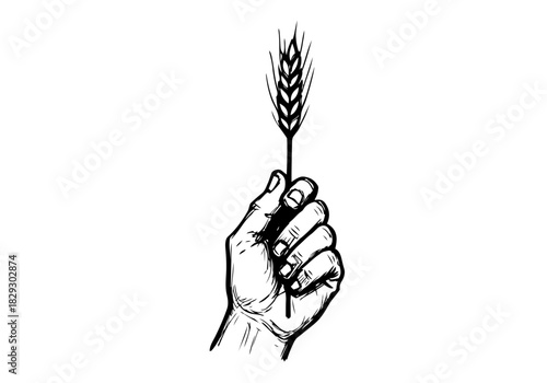 Wheat hand drawn simple sketch vector illustration