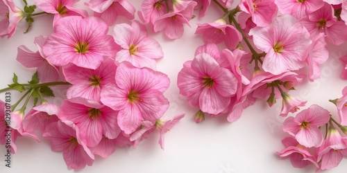 A delicate arrangement of light pink petunias creates a soft, inviting floral display against a clean white background, ideal for a sp or summer theme.