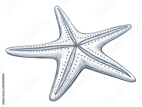 starfish ,illustration outline isolated on white background