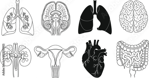 Detailed Medical Illustrations and Silhouettes of Brain, Lungs, Heart, Kidneys, Uterus, and Intestines, Ideal for Anatomy, Health, and Science Graphics.
