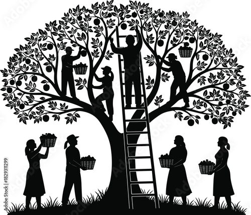 Group of people harvesting fruit from a large apple tree using ladders and baskets, teamwork and family picking fruit, vector illustration.