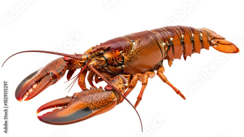 Vibrant live atlantic lobster with large claws ready to cook isolated on transparent background