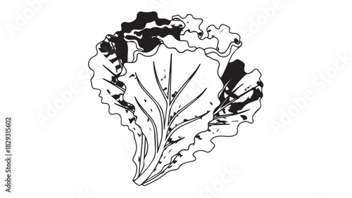 Detailed monochrome illustration of a single lettuce leaf.