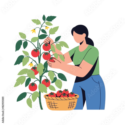 Harvesting Tomatoes Woman with Basket Picking Ripe Red Vegetables