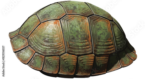 Weathered Green and Brown Turtle Shell Texture Close-up