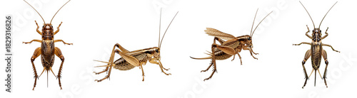 A group of four grasshoppers displayed in different poses against a plain colored setting on transparent background