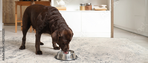 Cute Labrador dog eating fo...