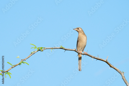 Grey female Hypocolius perched on acacia tree, Bahrain