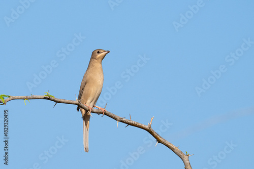 Grey female Hypocolius perched on acacia tree, Bahrain