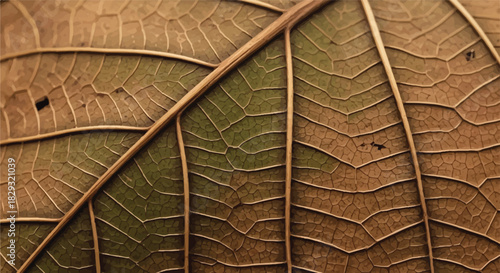 Close-up Macro Texture of a Dried Brown Leaf with Veins