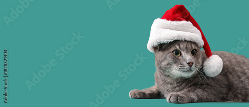 Cute cat in Santa hat on gr...