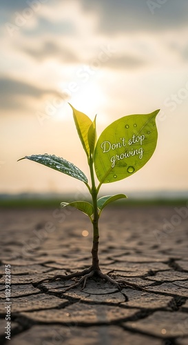 A small green plant growing in the cracked dry earth under a bright sunny sky