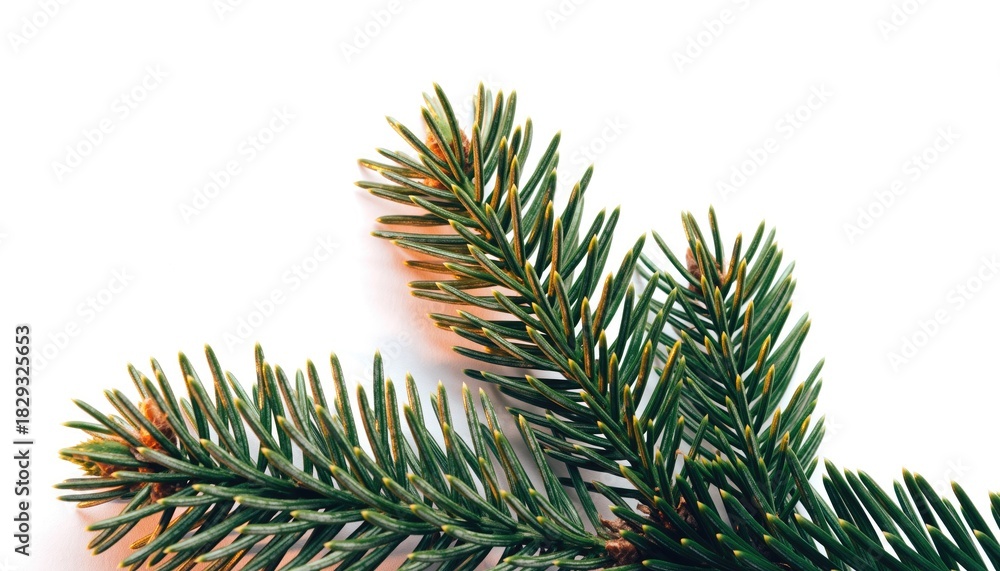 Naklejka premium Close-up of a vibrant green fir tree branch against a white background.