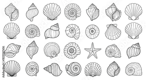 A collection of detailed black and white illustrations of various seashell species found on the ocean floor.