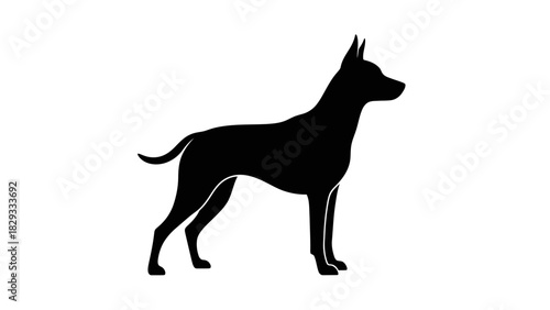 Alert black dog standing in profile, isolated white background