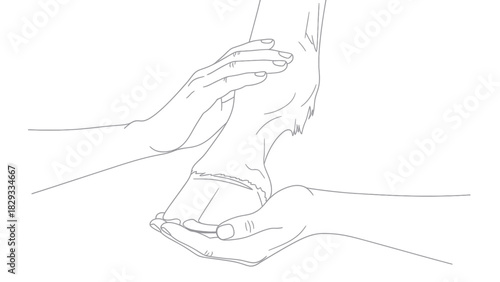 A person's hands gently examining and supporting a horse's hoof, providing care.