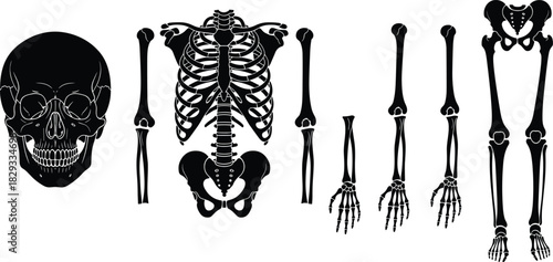 Human, skeletal, anatomy, educational, medical, bones, skull, spine, ribcage, pelvis, femur, tibia, fibula, humerus, radius, ulna, hand, foot, phalanges, labeled - cad drawing flat vector illustration