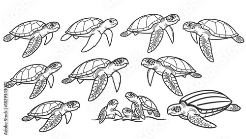 Sea Turtles in Various Poses and Sizes Displayed in an Artistic Line Drawing