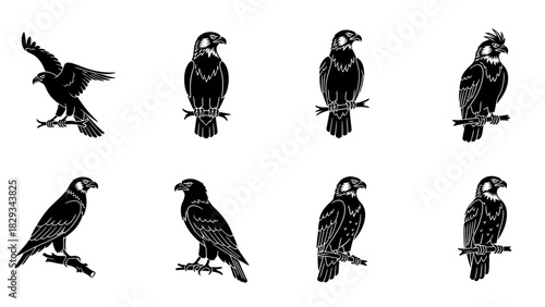 Elegant silhouettes of birds of prey: vector graphic with eagles and hawks variations