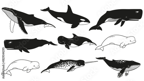 Diverse Collection of Whales and Marine Mammals Illustration Set on White Background