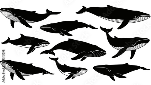Diverse whale silhouettes on a clean white background create a visually striking pattern graphic
