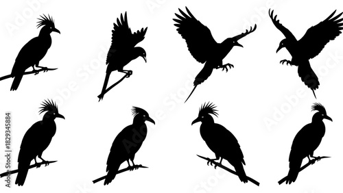 Elegant silhouette illustration of multiple bird species in various poses on a white background