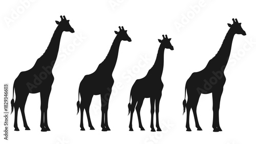 Silhouette of graceful giraffes standing tall against a clean white backdrop African wildlife
