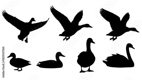 Elegant silhouettes of ducks and swans in varied poses against a white background
