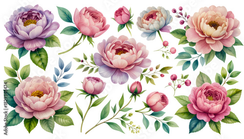 Wallpaper Mural Beautiful watercolor floral elements collection with peonies roses and berries isolated on transparent background Torontodigital.ca