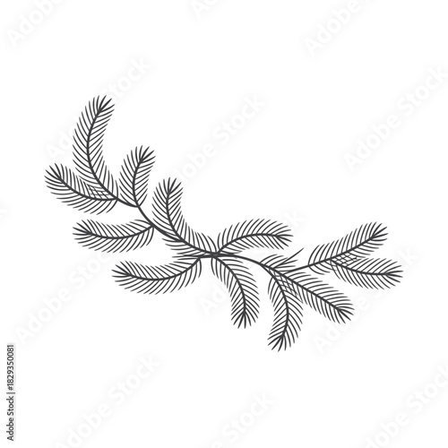 Stylized outline of a pine branch with delicate needles on white silhouette