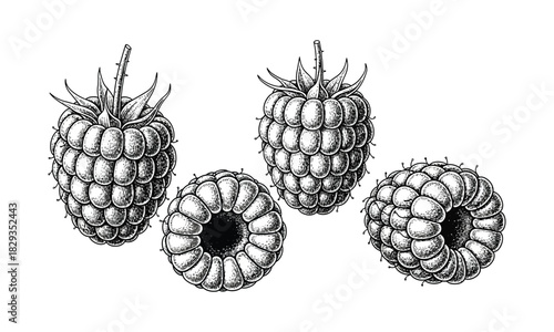 Raspberries in sketch style berry illustration detailed fruit food
