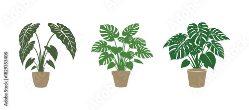 Vector illustration of a house plant designed for interior decoration. Tropical plant suitable for enhancing home or office interiors.