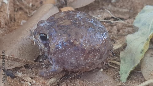 Desert rain frog at Chobe National Park in Botswana 