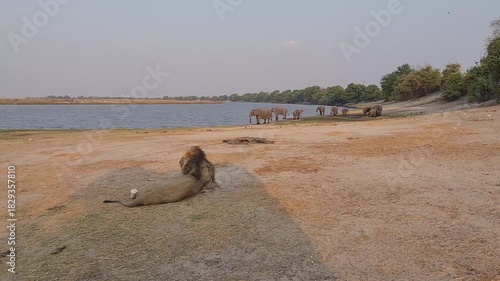 Lion laying with a herd of Elephant around a lake at Okavango Delta in Botswana