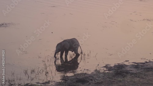 Calf Elephants in a lake during sunset at Okavango Delta in Botswana